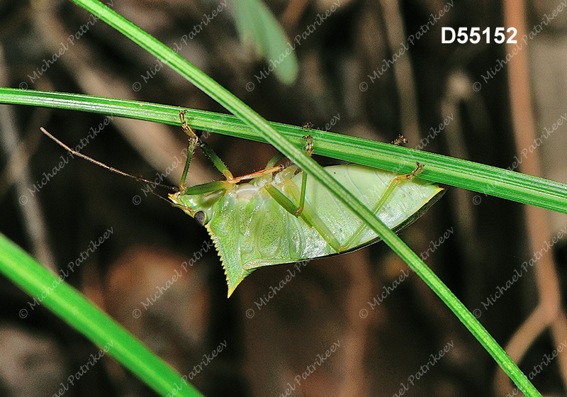 Loxa viridis